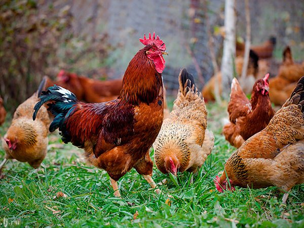 Породы куриц | ЗооТом - продажа, вязка и услуги для животных в Нарткале