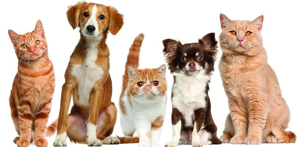Доска объявлений о животных | ЗооТом - продажа, вязка и услуги для животных в Нарткале