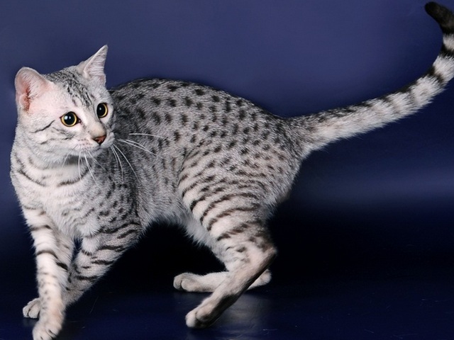 Породы кошек в Нарткале | ЗооТом портал о животных