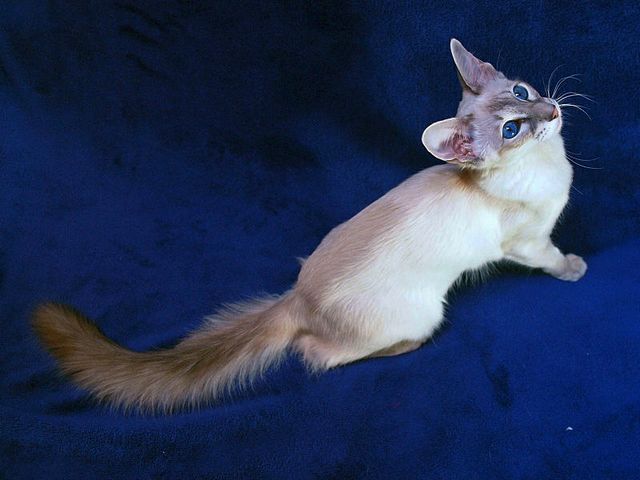 Выведенные породы кошек в Нарткале | ЗооТом портал о животных