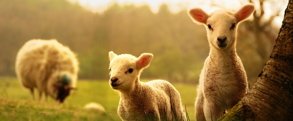 Объявления о сельскохозяйственных животных | ЗооТом - продажа, вязка и услуги для животных в Нарткале