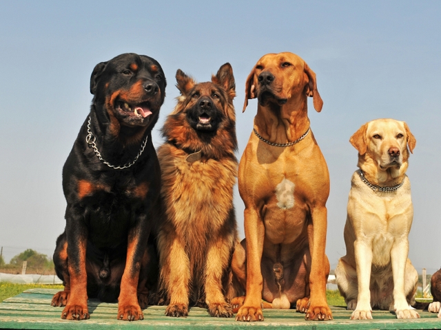 Крупные породы собак в Нарткале | ЗооТом портал о животных
