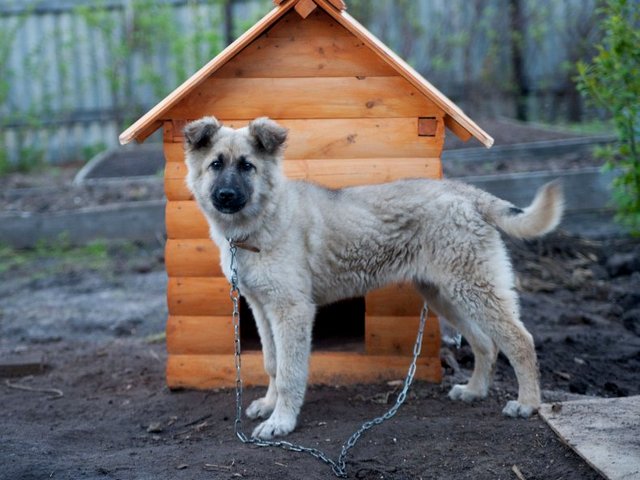 Все о собаках в Нарткале Все о собаках в Нарткале